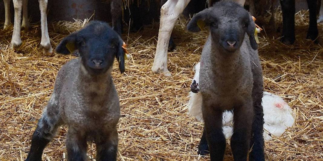Merinos Koyunu’na yeni rakip! Üstelik eti de çok: Bandırma Koyunu’yla tanışın 2